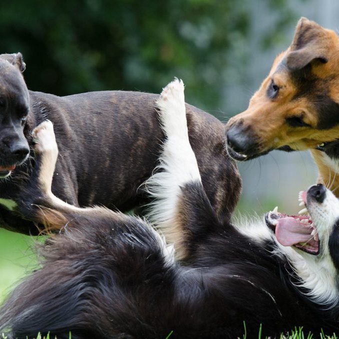 border-collie-672696_1280